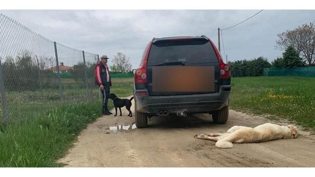Violaron la cuarentena para arrastrar un perro con un auto hasta matarlo