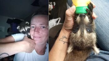 Fue detenida por llevar un mapache a un bar: las razones por las que mataron al animal