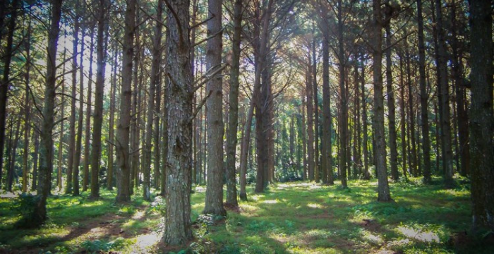 El sector forestal, preocupado por la falta de presupuesto 2021