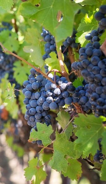 El Gobierno aprobó programa del BID para financiar productores vitivinícolas: ¿en qué se usará?