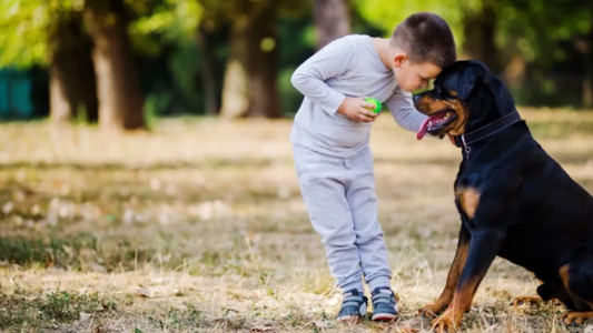 Un nene de 9 años fue atacado por su propio perro y hay suma conmoción