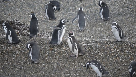 Mueren más de 60 pingüinos en peligro de extinción tras ser atacados por abejas