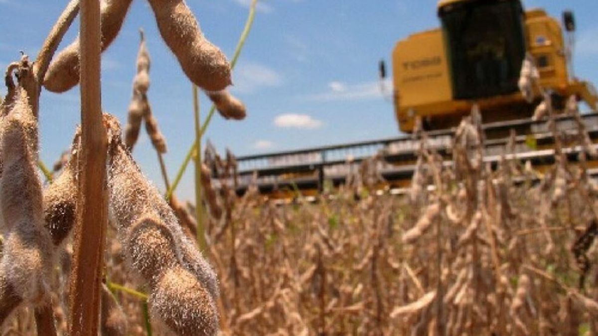 Marcha atrás del Gobierno con las retenciones para el campo: en qué sectores hay cambios (Foto: archivo)