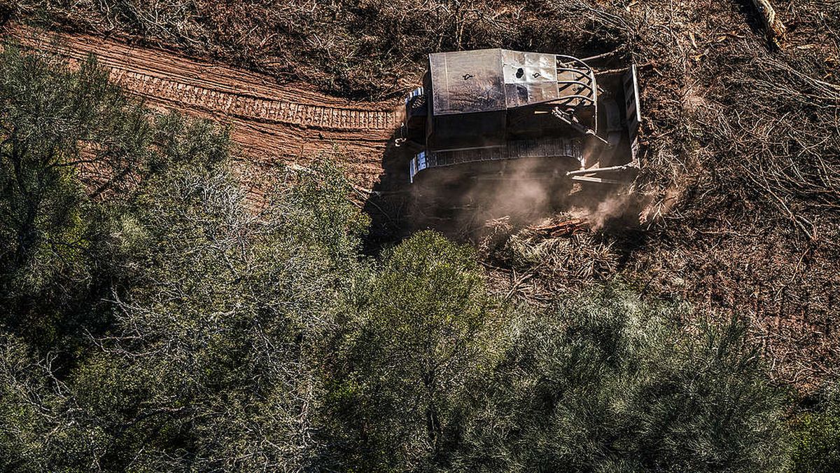 La Justicia Federal suspendió por tres meses los desmontes en Chaco