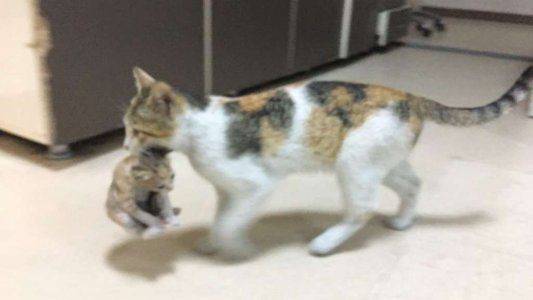 Una gata llevó a su cría enferma a la guardia de un hospital y los médicos lo atendieron