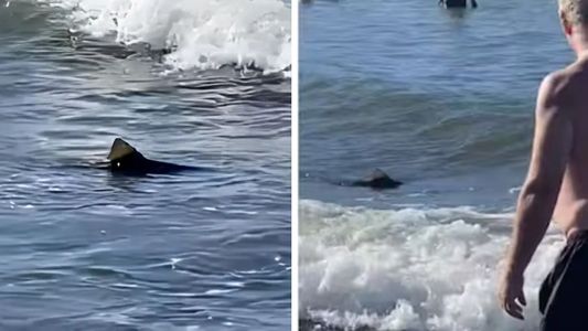 Terror en Mar del Plata: un tiburón generó pánico en la playa y el video se viralizó