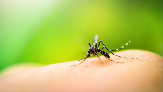 El brote de dengue no da tregua: Argentina ya registró 230 mil casos y ciento de muertes