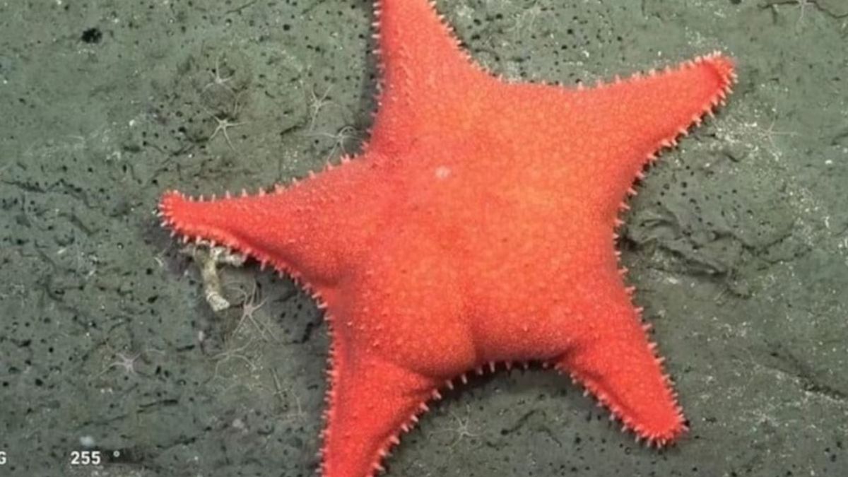La estrella culona del CONICET ahora tiene su versión comestible: dónde se consigue.&nbsp;