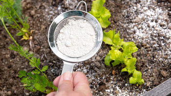 Planta de romero: el polvo mineral que protege contra plagas y hongos y devuelve el vigor al jardín