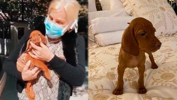 No la soportó: Susana Giménez devolvió a Rita, su última cachorra