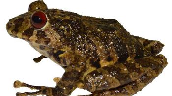 Ecuador: descubrieron una nueva especie de rana y la bautizaron Led Zeppelin
