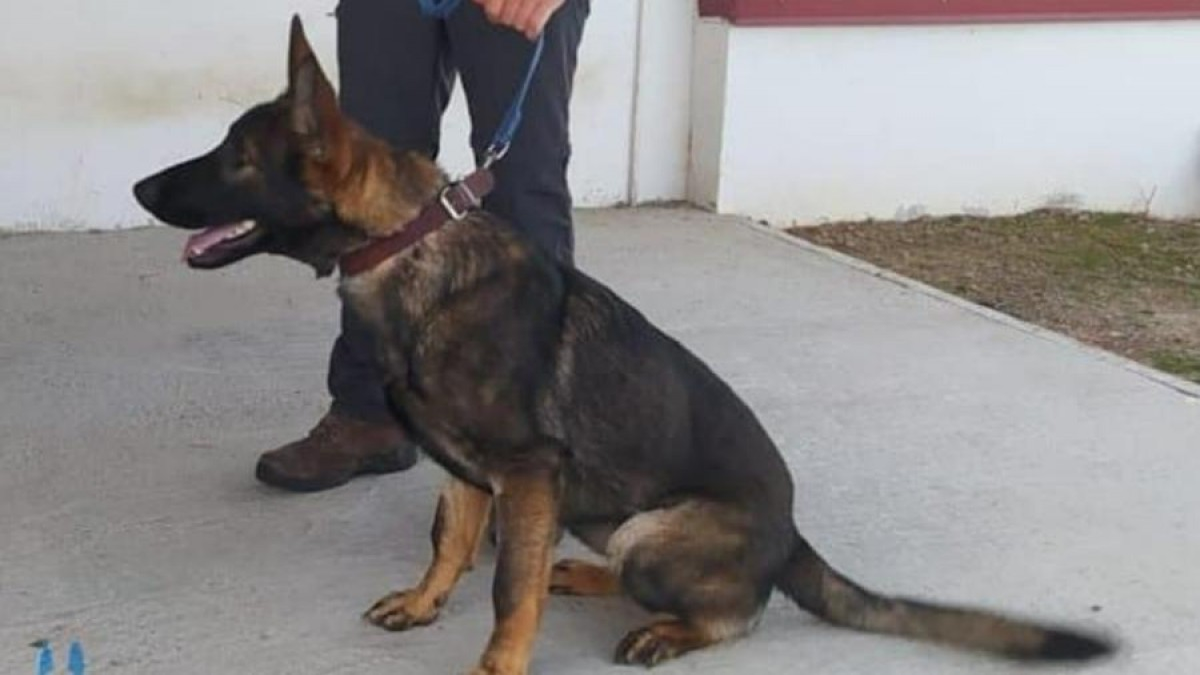 La hazaña de Mary Lu, la perra que le salvó la vida a una niña de 11 años La hazaña de Mary Lu, la perra que le salvó la vida a una niña de 11 años