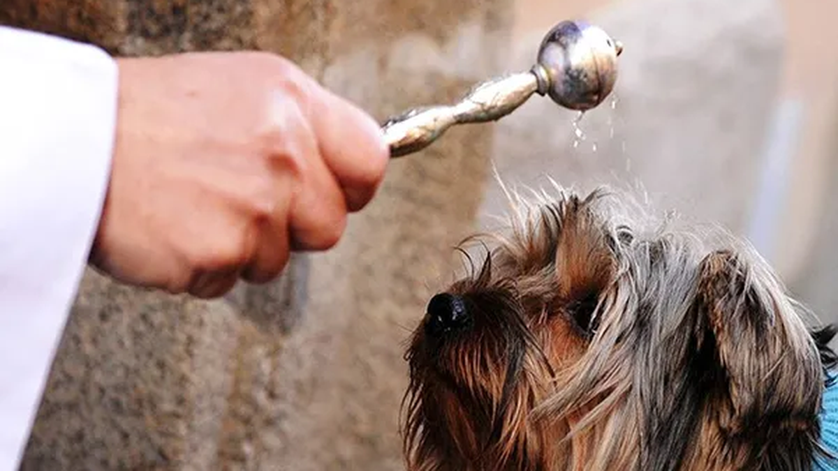 El 17 de enero se celebra el Día de la Bendición a los Animales.&nbsp;