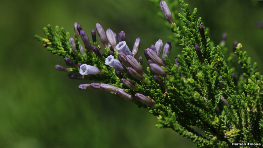 Qué significa que a la planta de romero le crezcan flores; por qué es una buena señal