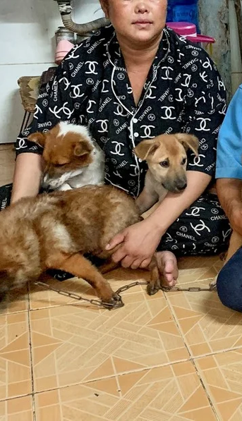 Les sacrificaron a sus 13 perros por tener Covid