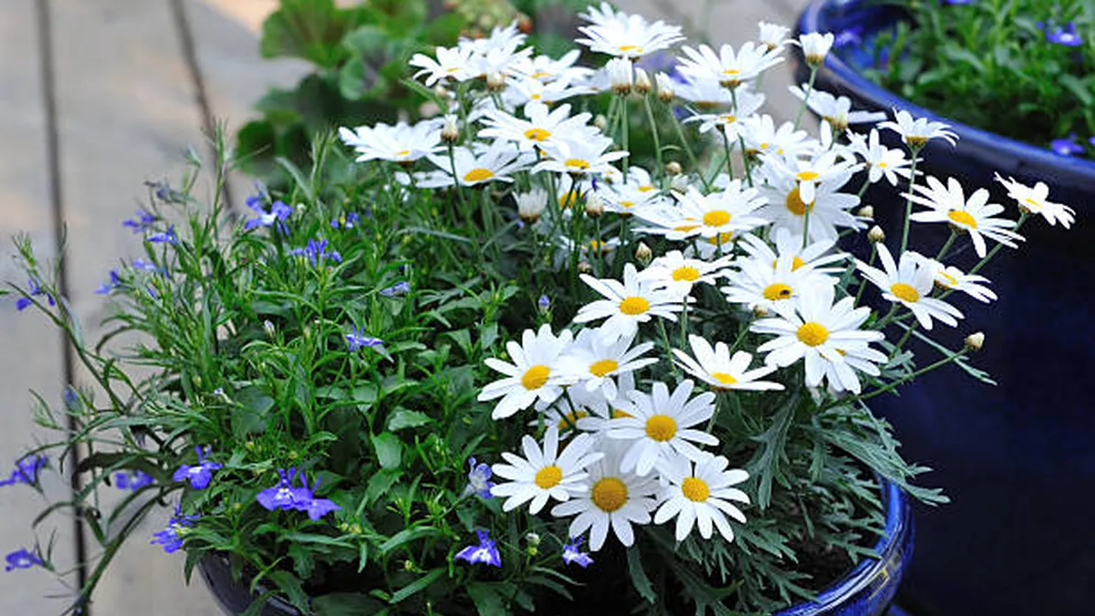 Feng Shui en el hogar: los espacios clave para ubicar una maceta con margaritas y potenciar la energía positiva