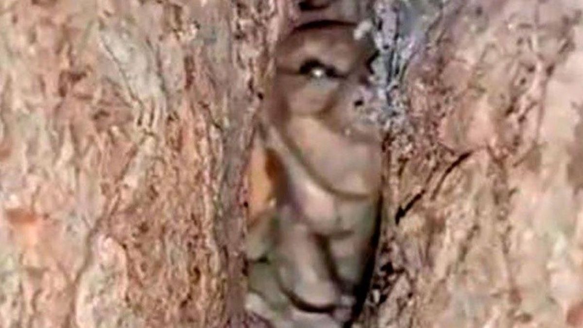 Córdoba: Descubrieron un duende dentro de un árbol