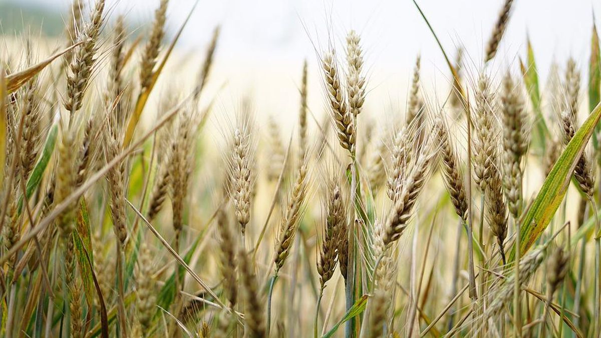 La guerra entre Rusia y Ucrania hizo saltar los precios del trigo. Sin embargo