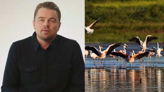 Leonardo Dicaprio celebró la creación de un parque nacional en Córdoba y Juan Cabandié le respondió