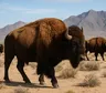 Soltaron bisontes en un desierto de México y el ecosistema empezó a recuperarse