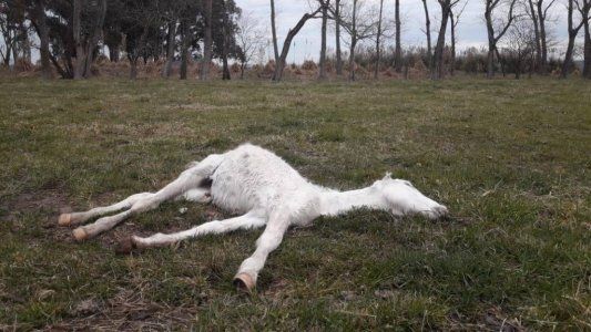 Detuvieron a un hombre por maltrato animal: tenía más de 400 caballos con signos de desnutrición y 25 estaban muertos