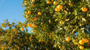 Entre Ríos: refuerzan programa para prevenir casos de HLB en plantaciones de cítricos