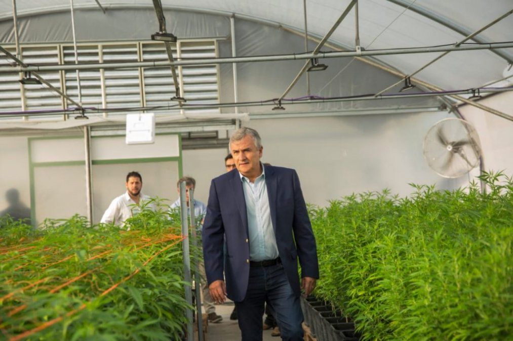 Morales afirmó que este año fabricarán en Jujuy el primer aceite de cannabis medicinal del país