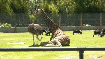 Murió Jackie, la jirafa del ex zoológico porteño y crece la polémica por el futuro Ecoparque