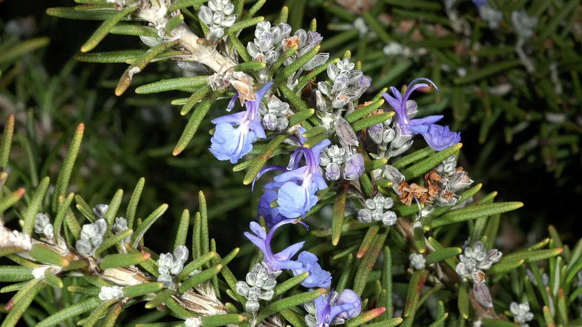 Qu&eacute; significa que a la planta de romero le crezcan flores; por qu&eacute; es una buena se&ntilde;al