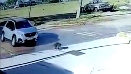 Córdoba: una docente le pasó por encima a un perro con su camioneta y no se detuvo