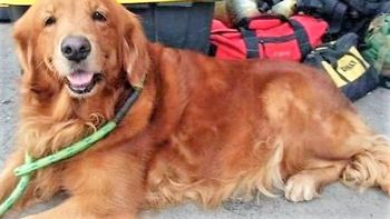 Muere Alondra, la perrita que rescató a cientos de personas en un terremoto