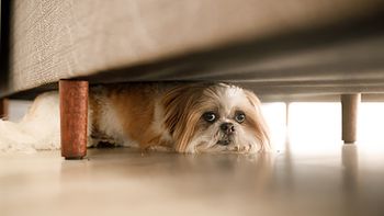Mascotas y fiestas de fin de año: ¿cómo evitar el sufrimiento que genera la pirotecnia?