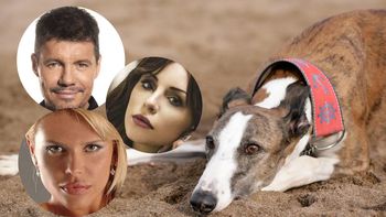 Se prohibió por ley las carreras de galgos: los famosos así reaccionaron