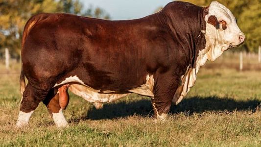 Esperan más de 1.000 animales en la Exposición Nacional de Razas bovinas