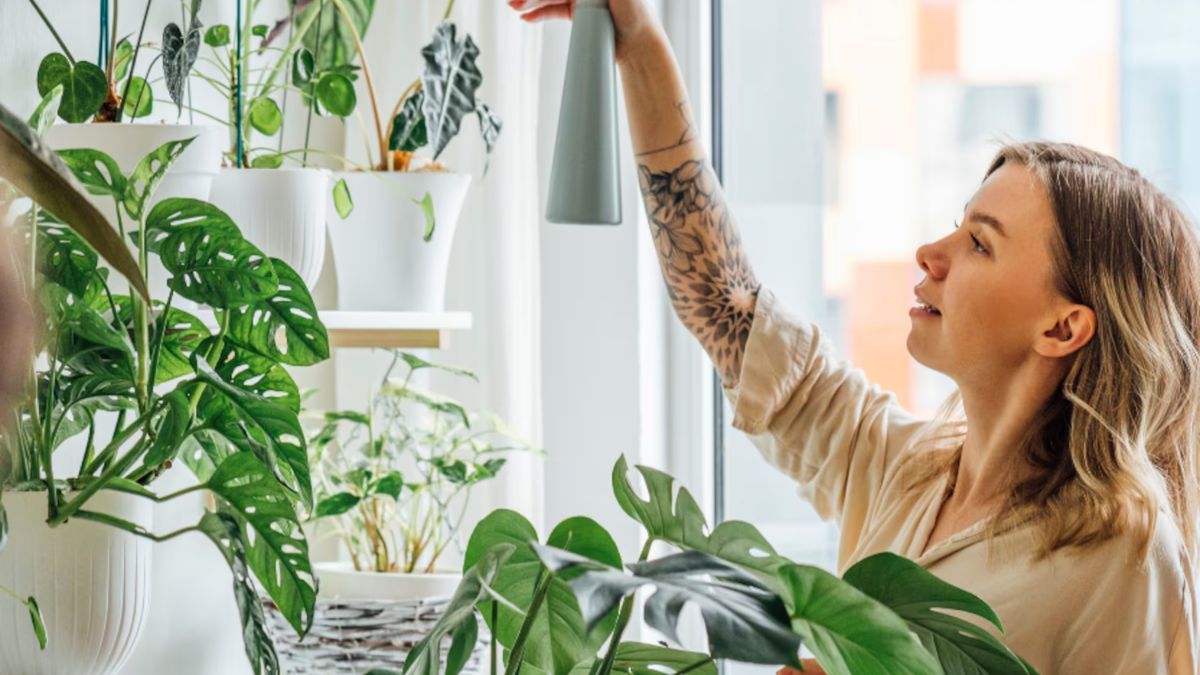 Las mejores plantas de interior para decorar espacios pequeños.