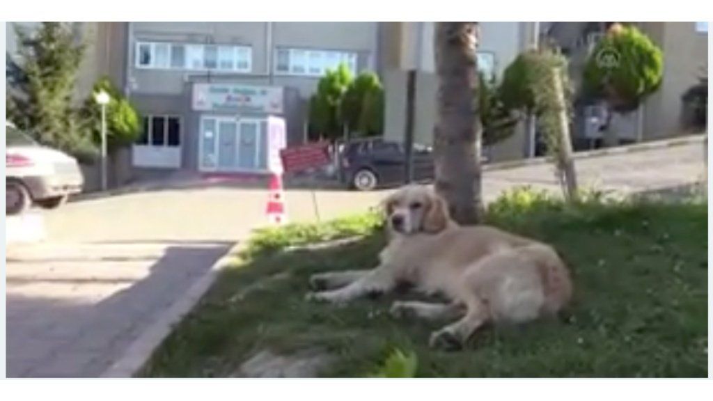 Perro espera frente al hospital por su dueño que está internado por coronavirus