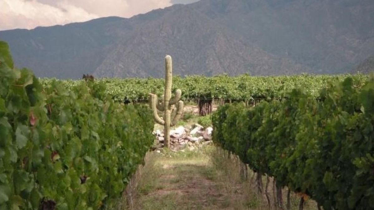 La empresa produce unos 300 mil litros por año y exporta el 40% de su producción. (Foto: Domingo Molina)