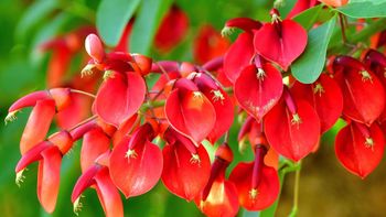 Día de la Flor Nacional: por qué se celebra el 22 de noviembre y cómo se eligió