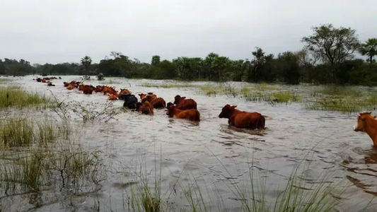Víctima del Super Niño: intentaba salvar a su ganado de las inundaciones y se ahogó