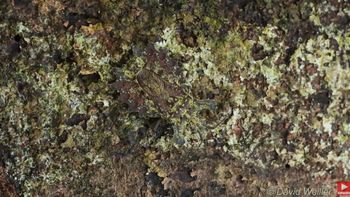 El insecto escondido: el desafío visual que desconcierta a todos en las redes