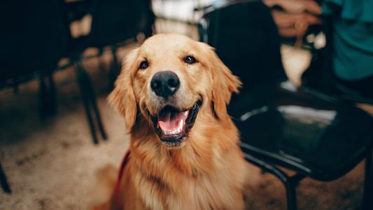 Murió su perro y lo convirtieron en alfombra: Queremos tenerlo para siempre