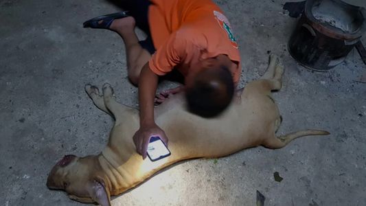 Una perra embarazada de 10 cachorritos murió por defender a sus dueños del ataque de una cobra