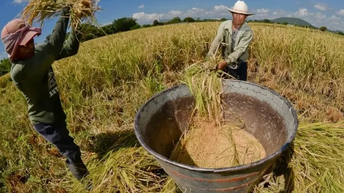 Economías regionales: diversos factores llevaron a que el sector de Agricultura y Ganadería muestre una baja del 3% en los últimos 10 años