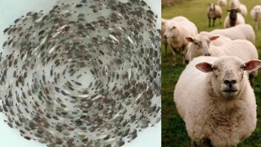Se conoció el motivo de por qué muchos animales e insectos están girando en círculos