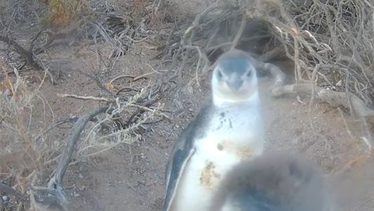 Streaming del CONICET: dónde ver a los pingüinos y hasta cuándo