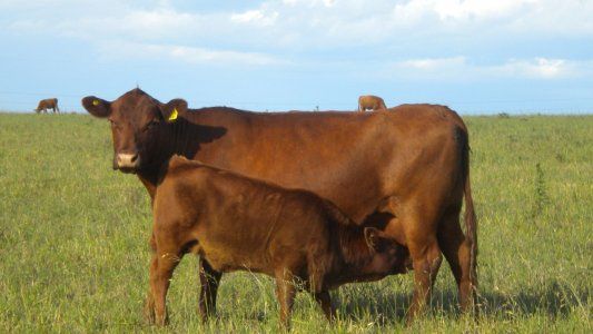 Cuota Hilton: medida oficial pone en riesgo el cumplimiento