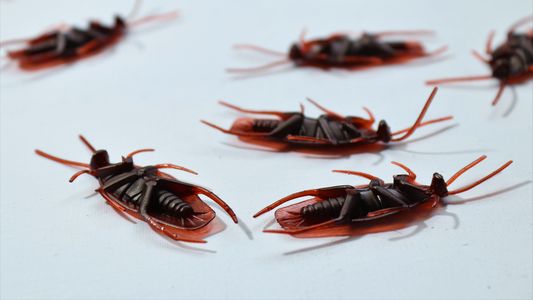 El truco definitivo para eliminar las cucarachas