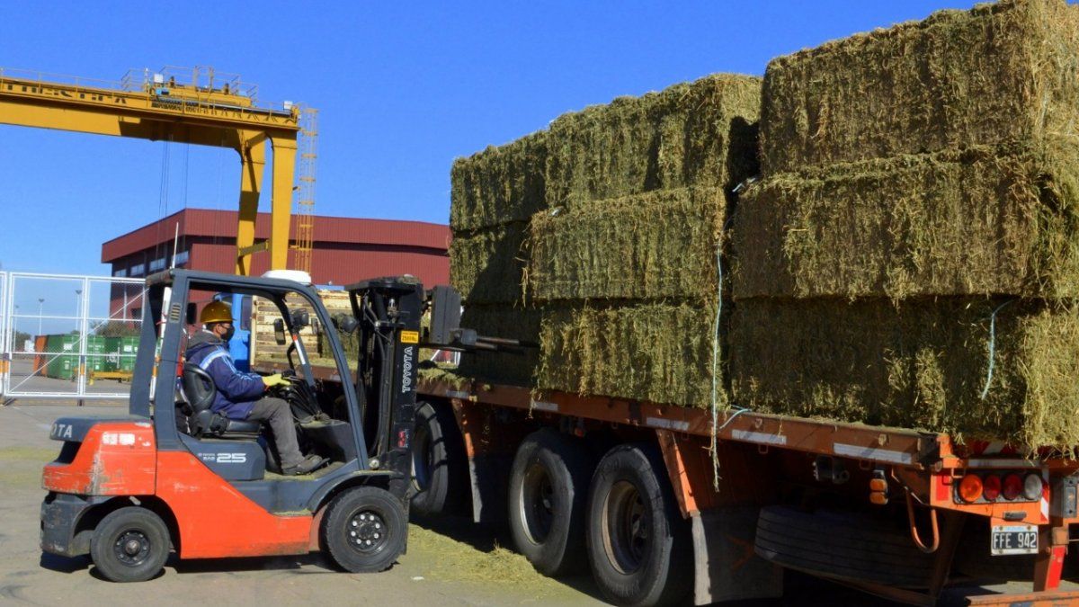 Tras un primer paso exitoso, San Luis planea exportar 15 mil toneladas de alfalfa a Qatar en 2021