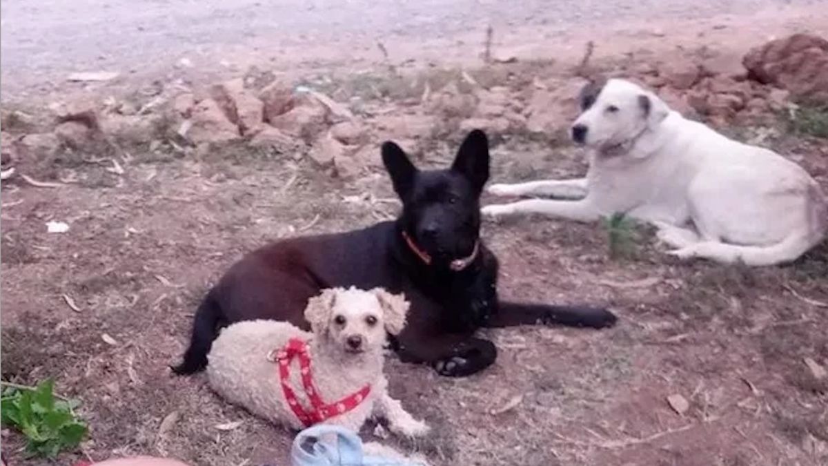 Las tres perras que acompañan a Ezequiel en el viaje de regreso a casa.