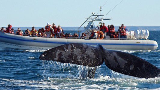 Todo sobre el avistaje de ballenas en Puerto Madryn